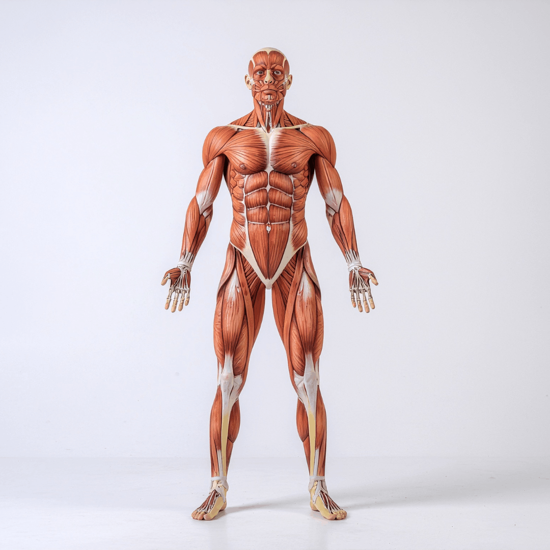 Promotes Overall Body Balance (1)